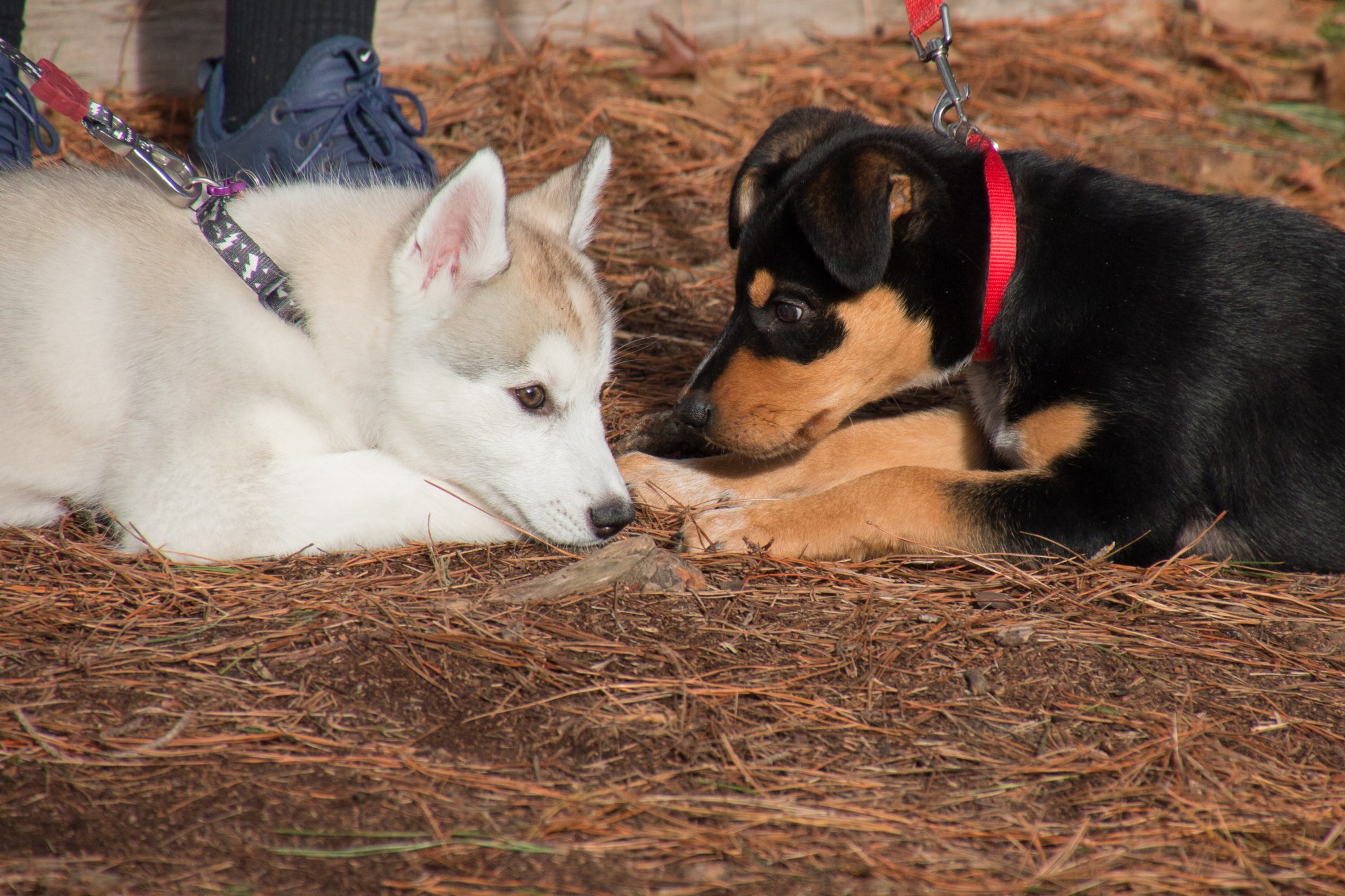 Puppies and Puppy Training Mornington Obedience Dog Club
