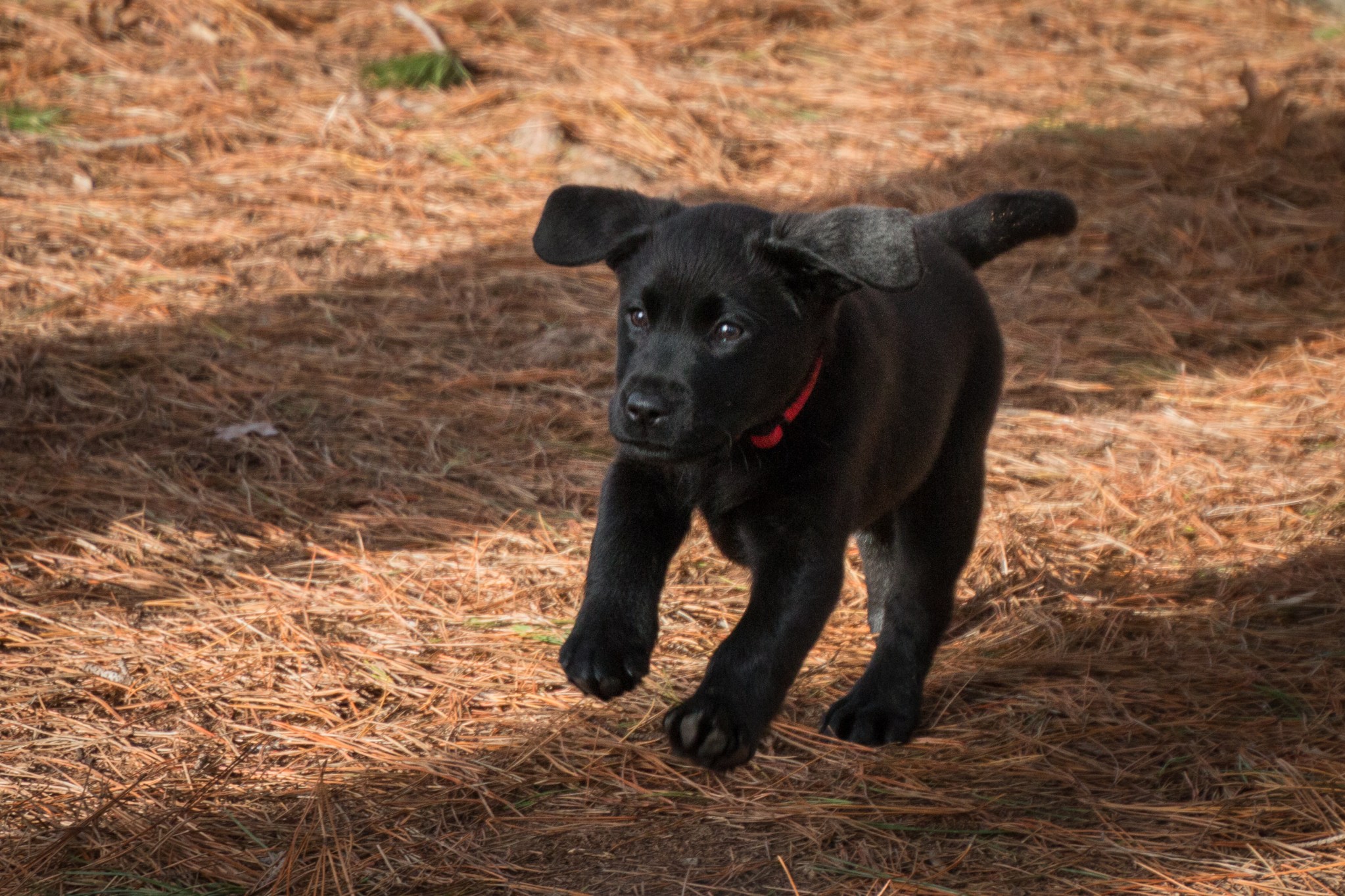 Puppies and Puppy Training Mornington Obedience Dog Club